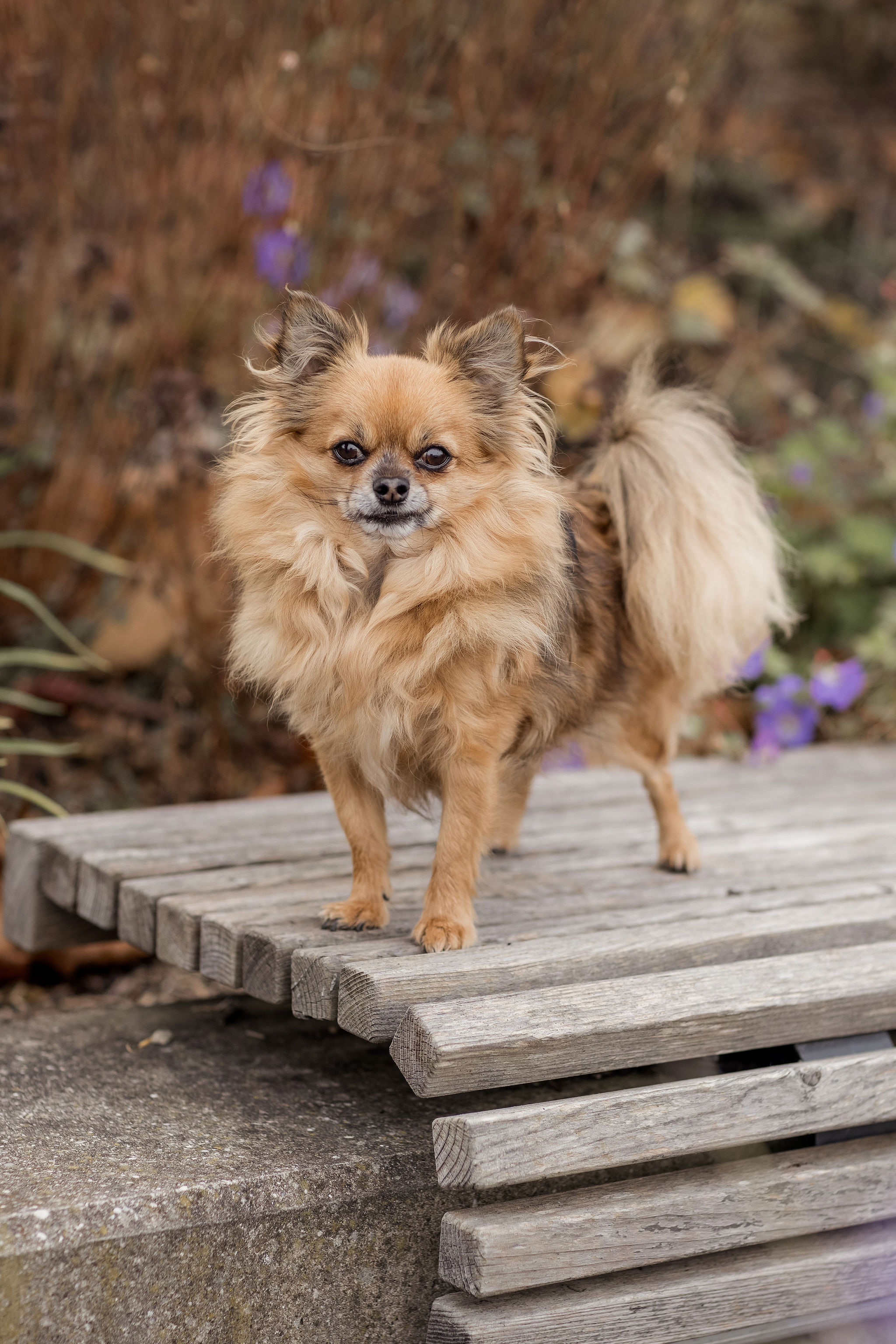 Moritz der Chihuahua